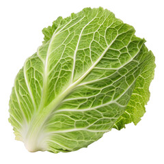 Fresh green cabbage leaf with detailed veins on black background