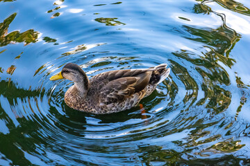 A duck swims on the surface of a pond, view from above
