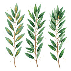 Obraz premium Three detailed green olive branches with leaves isolated on a transparent background for natural design elements isolated on transparent background