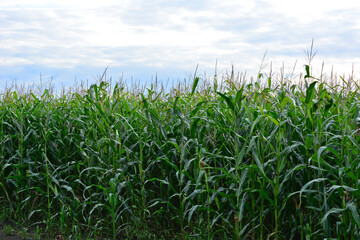 Field of Green Corn Stalks Under Cloudy Sky