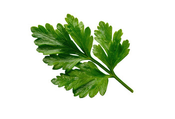 Close-up of a vibrant green parsley leaf, sharply focused against a pure black background.  The leaf's fine, intricate structure is clearly visible, displaying its delicate fronds and detailed veins. 
