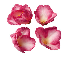 Four delicate camellia flower petals arranged in a cross pattern.  Each petal displays a gradient of soft pink, transitioning to a creamy white, and has a subtle, central yellow-orange stamen. 