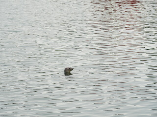 Grey seal. Halichoerus grypus in Ireland. 
