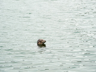 Fototapeta premium Grey seal. Halichoerus grypus in Ireland. 