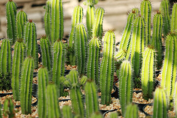 The cactus in the farm