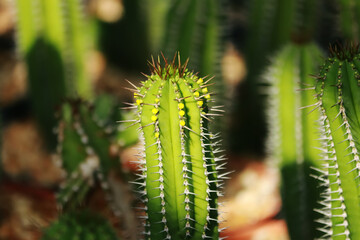 The cactus in the farm