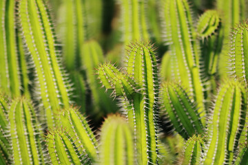 The cactus in the farm