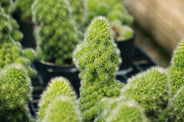The cactus in the farm