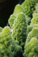 The cactus in the farm
