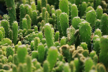 The cactus in the farm