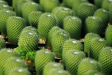 The cactus in the farm