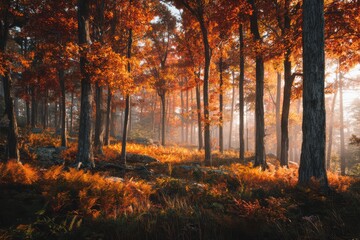 Obraz premium A majestic autumn forest clearing filled with golden leaves and numerous trees creating a beautiful natural landscape.