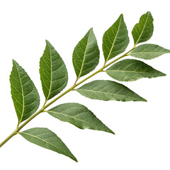 Obraz premium Green leafy branch with detailed veins on black background