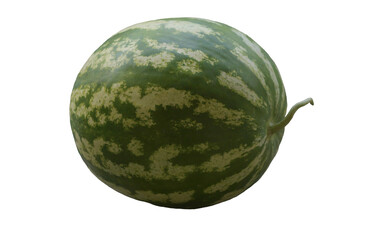 A large ripe watermelon stands.
