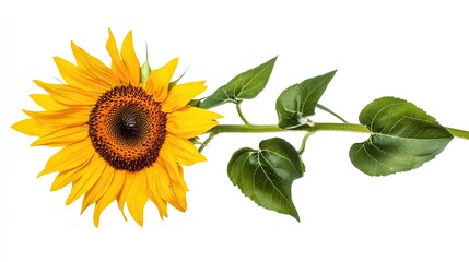 Naklejka premium Vibrant Sunflower with Stem and Leaves, Isolated on White Background