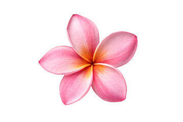Fototapeta premium Pink tropical plumeria blossom with soft petals displaying natural color variations and organic shape, isolated on a transparent background