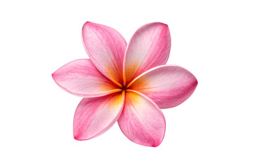 Naklejka premium Beautiful pink plumeria flower with five delicate petals showing gradient colors and natural texture, isolated on a transparent background