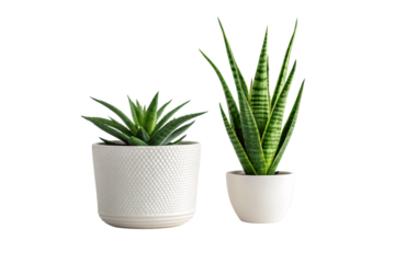 Pair of potted succulent plants featuring aloe and haworthia varieties in modern white containers, isolated on a transparent background