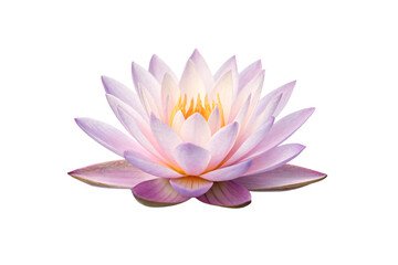 Purple water lily flower with golden center and delicate petals floating gracefully, isolated on a transparent background