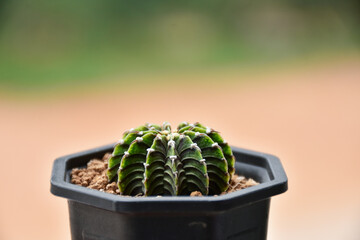 Little cactus on small pot, plant for decoration. Beautiful blooming cactus, selective focus...
