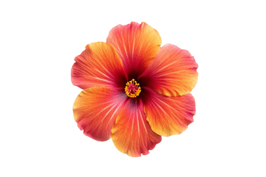 Vibrant hibiscus flower, orange and pink gradient petals with yellow center stamen, isolated on a transparent background