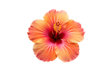 Orange hibiscus flower, tropical bloom with pink center and prominent yellow stamen, isolated on a transparent background