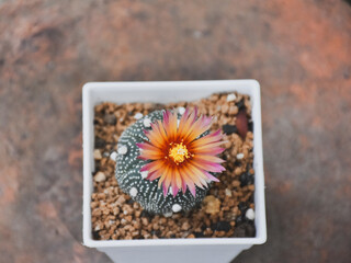 Beautiful blooming cactus, selective focus blurred green nature background. Hobby during work from...