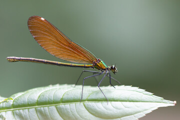 Une jolie Calopteryx virgo