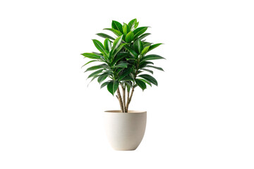 Green leafy houseplant with multiple stems in white ceramic pot displaying lush foliage growth, isolated on a transparent background