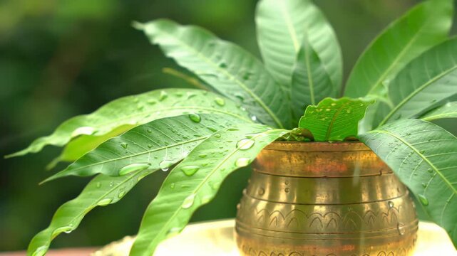 Vibrant mango leaves in brass pot, lush green foliage, natural light, fresh leaves and nature background.