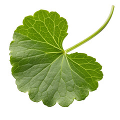 Obraz premium Single green leaf with serrated edges on black background