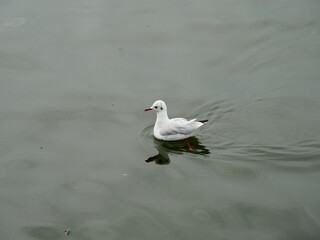 Black-headed Gull - Chroicocephalus ridibundus