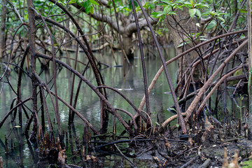 Obraz premium mangrove tree roots that grow above sea water. Mangroves function as plants