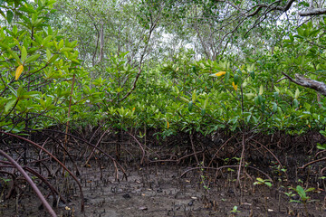 mangrove tree roots that grow above sea water. Mangroves function as plants