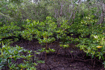 mangrove tree roots that grow above sea water. Mangroves function as plants