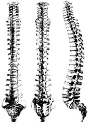 Detailed anatomical views of human spine showing structure and curvature, perfect for medical education