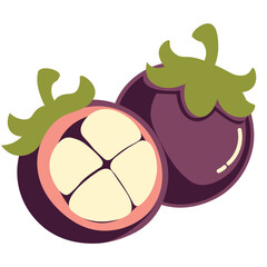 Fresh mangosteen fruit whole and half cut, tropical exotic fruit illustration for healthy food and natural product design.