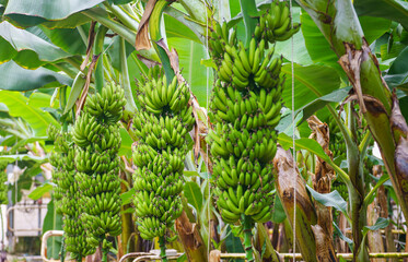 Banana tree in the garden, close up