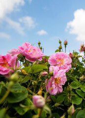 Close up view of pink roses in the garden
