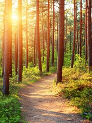 Obraz premium Enchanting forest trail bathed in warm golden sunlight, with tall pine trees and lush undergrowth, inviting a serene nature walk