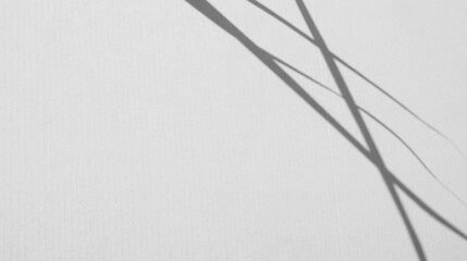 Background shadow white light wall floor backdrop overlay leaf mockup summer sunight overlay nature on room cement abstract blur muckup effect grey minimal platform for presentation product