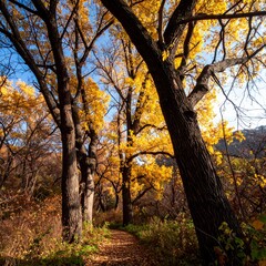 Fototapeta premium Autumnal forest path (4)