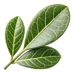 Boxwood Leaf Classic Green Botanical Foliage with Smooth Glossy Surface and Compact Oval Elegance Captured in Crisp Brilliant Detail on a Pure White Background