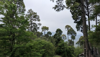 Lush Green Pine Forest with Mountain View on a Cloudy Day