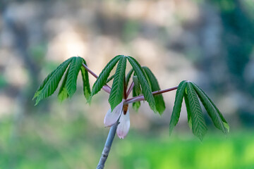 Young horse chestnut tree shoot with unfolding green leaves
