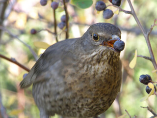 Close-up of a bird holding a berry in its beak among branches and leaves, showing the harmony and beauty of the natural world