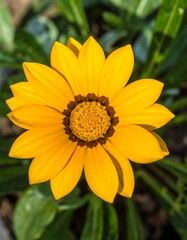 Vibrant yellow flower, close-up view (2)