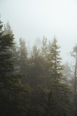 Misty Forest with Tall Pine Trees