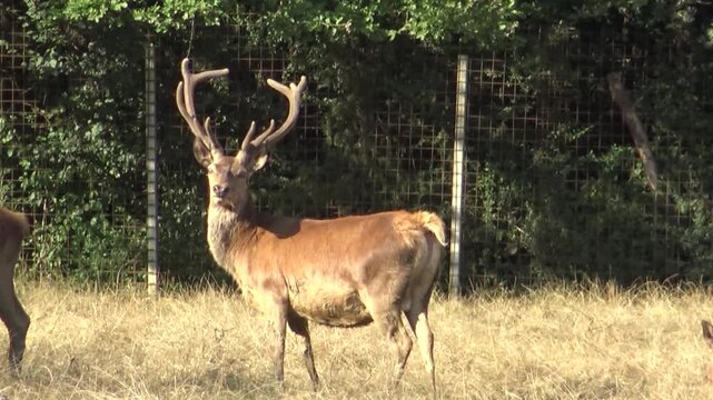 Cervo curioso all'interno di un parco