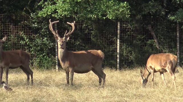 Cervo in una riserva naturale